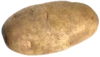 Potato